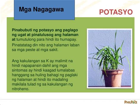 ponayum|Potasyo .